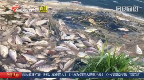 污水泄漏殃及養殖業，饒平食品廠被查實卻賠償無門，養殖戶百萬元損失何去何從？